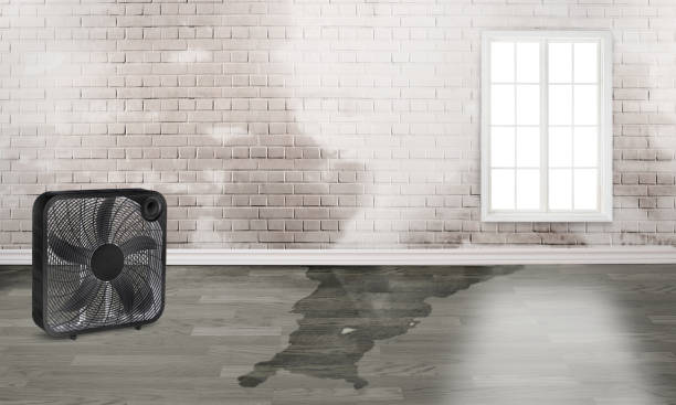 Best Mold removal after water damage  in Lake Grove, NY